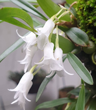 Catalogue — Flora Peculia